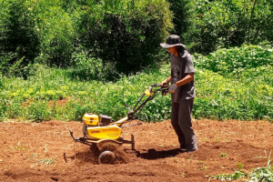 Estudante de agronomia cultiva orgânicos e conquista clientes em Suzano