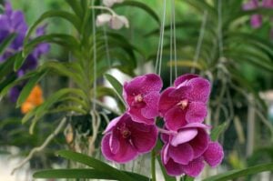 Oficinas gratuitas ensinam cultivo de orquídeas, terrários e kokedama em Guarulhos